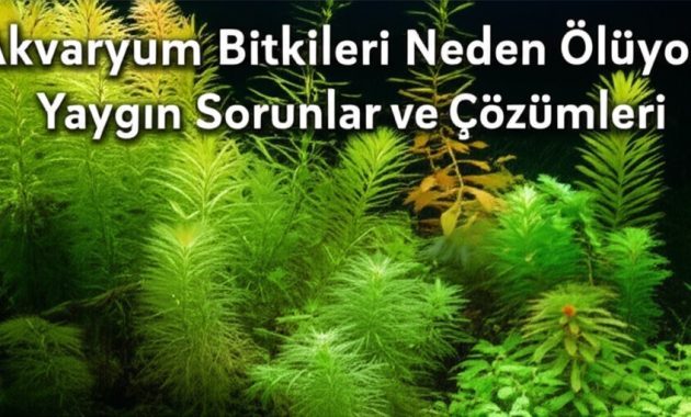 Akvaryum Bitkileri Neden Ölüyor? Yaygın Sorunlar ve Çözümleri