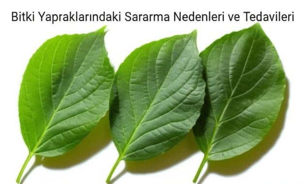 Bitki Yapraklarındaki Sararma Nedenleri ve Tedavileri