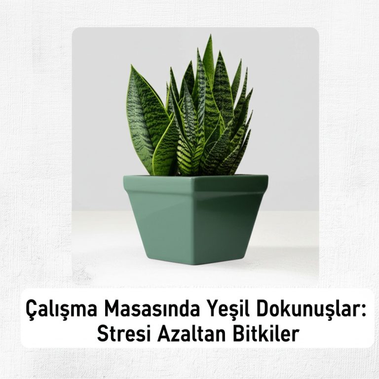 Çalışma Masasında Yeşil Dokunuşlar: Stresi Azaltan Bitkiler
