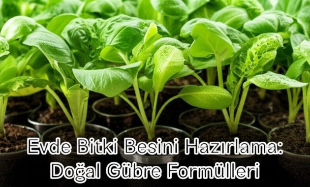 Evde Bitki Besini Hazırlama: Doğal Gübre Formülleri