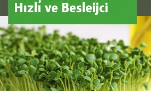 Mikro Yeşil Bitkiler (Microgreens) Yetiştirme Rehberi: Hızlı ve Besleyici